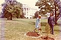 Nixons plant a tree C6311-11a