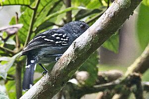 Northern Slaty-Antshrike