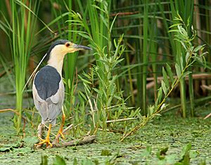 Nycticorax nycticorax' AM1 slepowron