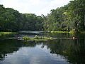 Ocala Silver River Park - River01