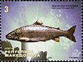 Ohrid Trout (Salmo letnica)