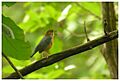 Orange-headed thrush (Geokichla citrina cyanota)