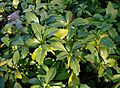 Pachysandra terminalis 170208