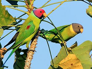 Pair of Plum-headed parakeet (Psittacula cyanocephala) Photograph By Shantanu Kuveskar.jpg