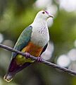 Palau Fruit Dove Ptilinopus pelewensis photographed on Babeldaob Palau in 2013 by Devon Pike (cropped)