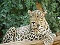 Persian Leopard sitting