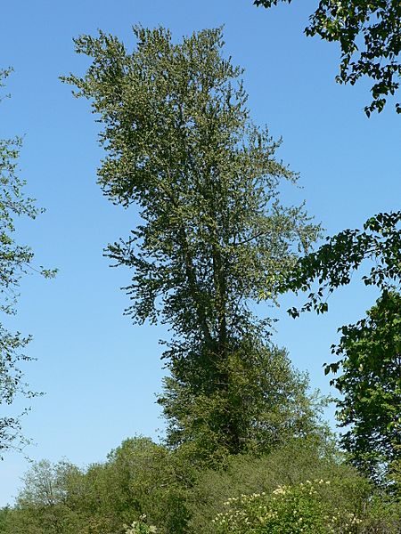 Populus trichocarpa 05897