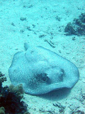 Porcupine ray red sea