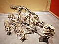 Psittacosaurus family