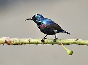 Purple Sunbird (Nectarinia asiatica)- Male (Breeding) on Kapok (Ceiba pentandra) in Kolkata I IMG 1893.jpg