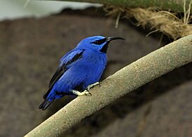 Purpurnaschvogel (Cyanerpes caeruleus) 03