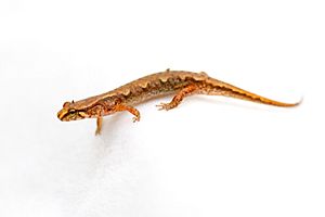 Pygmy salamander Desmognathus wrighti.jpg