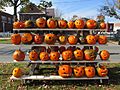 Rack of pumpkins, Keene NH