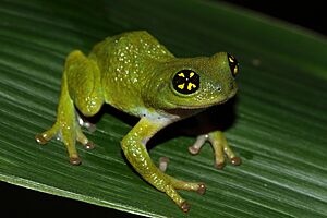 Raorchestes chalazodes 1.jpg