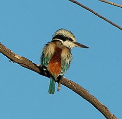 Red-backed Kingfisher Bowra apr07