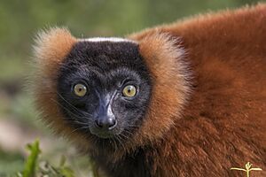 Red ruffed lemur (Varecia rubra) head