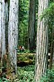 Redwood and people