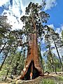 Resurrection Tree Sequoia, Big Stump Grove, Kings Canyon National Park - June 2022
