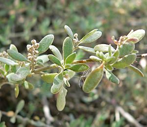 Rhagodia spinescens 1.jpg
