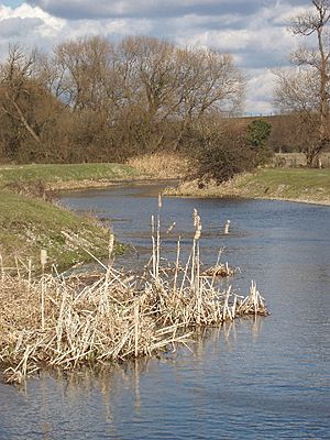 River Colne on Staines Moor, with bullrushes - geograph.org.uk - 130011