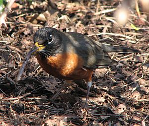 Robin eating a worm in spring