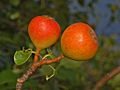 Rosaceae - Pyrus pyraster