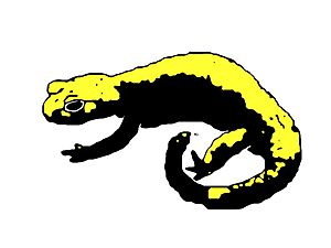 Salamandra atra aurorae TREVISAN, 1982