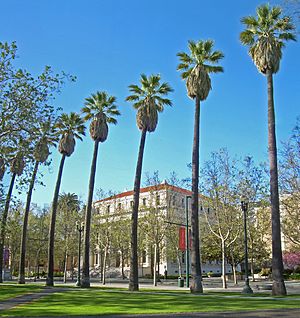 A line of palm trees along North First Street in San Jose partially screens the view west towards the old Santa Clara County Superior Courthouse.