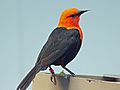 Scarlet-headed Blackbird RWD4