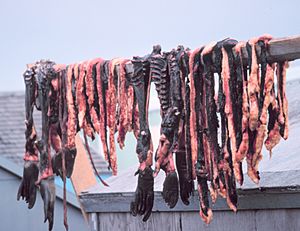 Seal meat hanging to dry on St. Lawrence Island