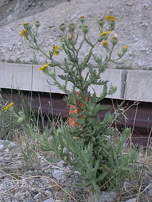 Senecio adenotrichius.jpg