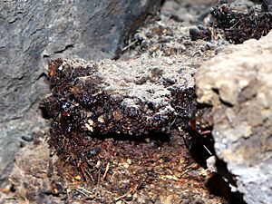 Shilajit, Mohave Lava Tube, 2018.04.01 (35)