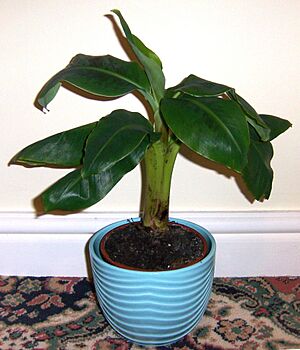 Smallcavendish
