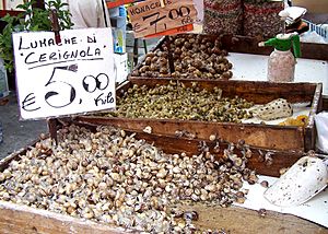 Snails-Italy