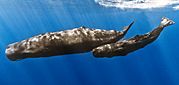 Sperm whale mother with calf.jpg