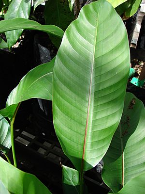 Heliconia Facts for Kids