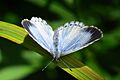 Summer Azure, female, Fletcher Wildlife