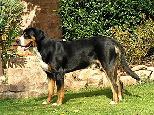 Swissy