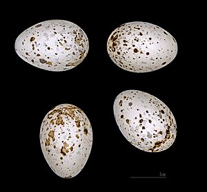 Sylvia hortensis MHNT 232 Seriana Algérie