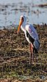 Tántalo africano (Mycteria ibis), parque nacional de Chobe, Botsuana, 2018-07-28, DD 73