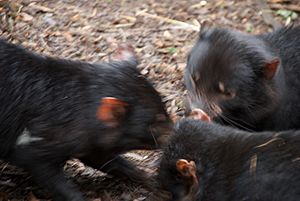 Tasmanian Devils feeding