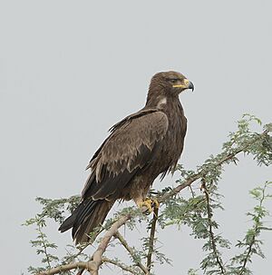 Tawny Eagle (8409160315)