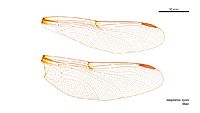 Telephlebia tryoni male wings (35063272335)