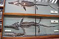 Temnodontosaurus skeletons