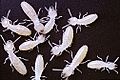 Termites marked with traceable protiens
