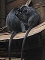 Trachypithecus cristatus at the Bronx Zoo 005