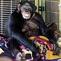 Travis chimpanzee