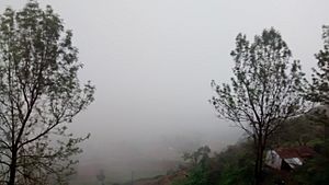 Trees infront of mist in Ooty