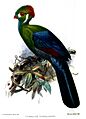 TuracusDonaldsoniKeulemans