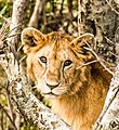 Wildlife at Maasai Mara (Lion)